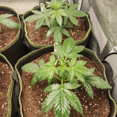 Runtz Auto growlog timeline photo