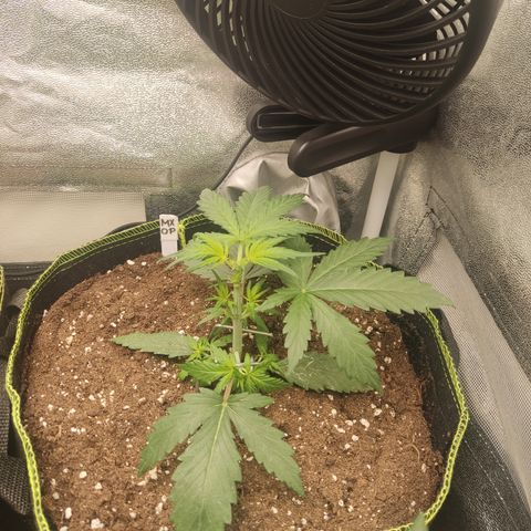 Mimosa x Orange punch auto  growlog timeline photo