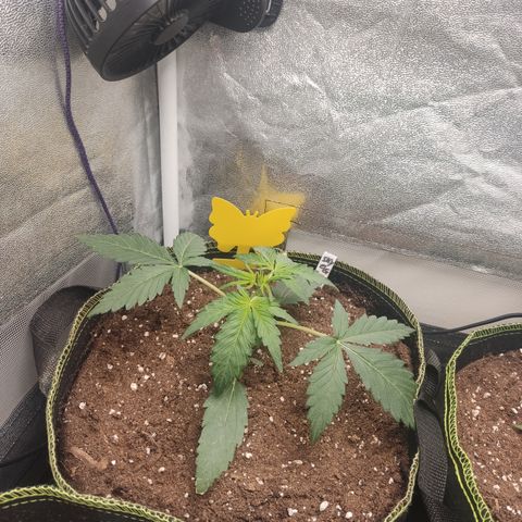 Skywalker OG Auto growlog timeline photo