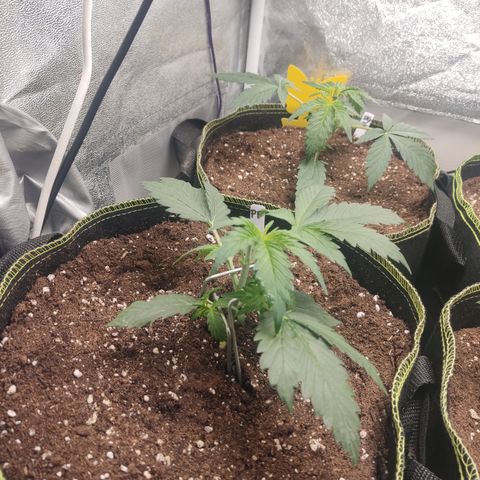 Purple Punch auto  growlog timeline photo