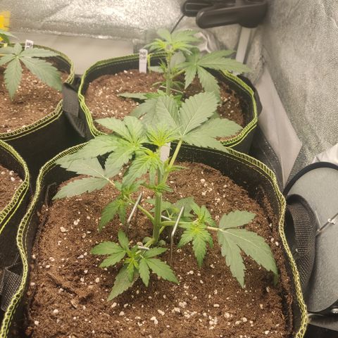 Runtz Auto growlog timeline photo