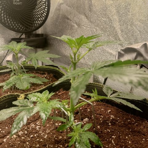 Runtz Auto growlog timeline photo