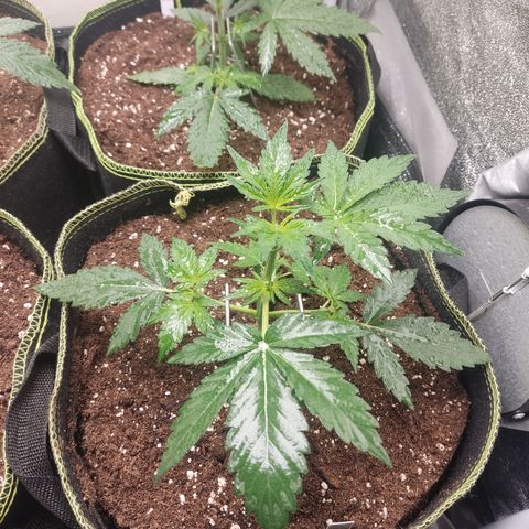 Runtz Auto growlog timeline photo