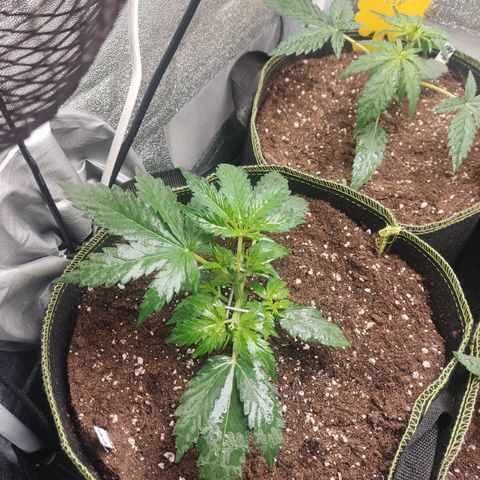 Purple Punch auto  growlog timeline photo