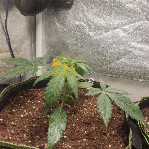Skywalker OG Auto growlog timeline photo