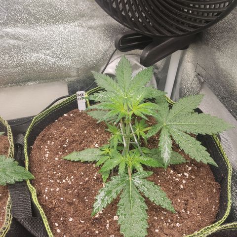 Mimosa x Orange punch auto  growlog timeline photo