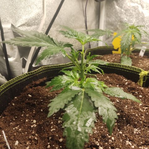 Purple Punch auto  growlog timeline photo
