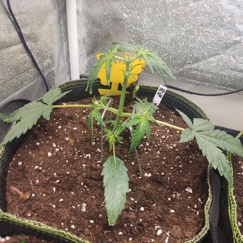 Skywalker OG Auto growlog timeline photo