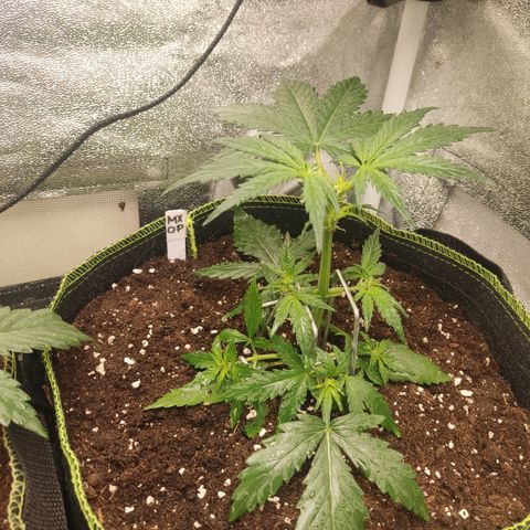 Mimosa x Orange punch auto  growlog timeline photo