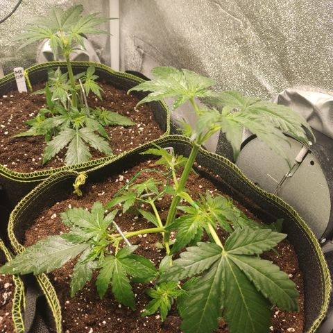 Runtz Auto growlog timeline photo