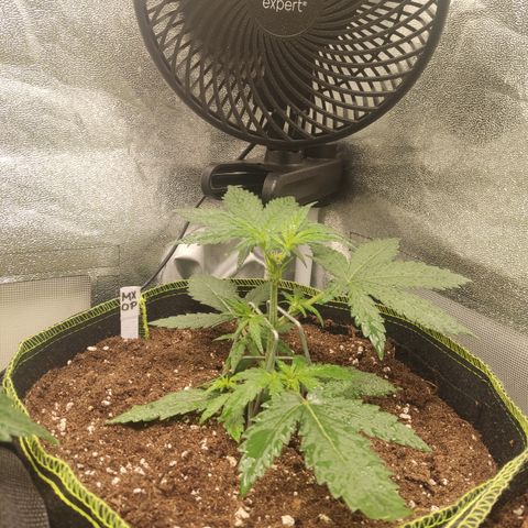 Mimosa x Orange punch auto  growlog timeline photo