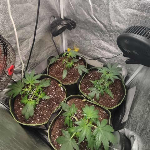 Mimosa x Orange punch auto  growlog timeline photo
