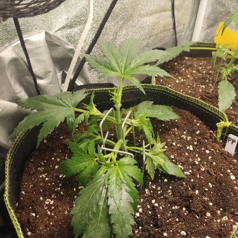 Purple Punch auto  growlog timeline photo