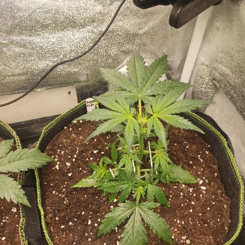Mimosa x Orange punch auto  growlog timeline photo
