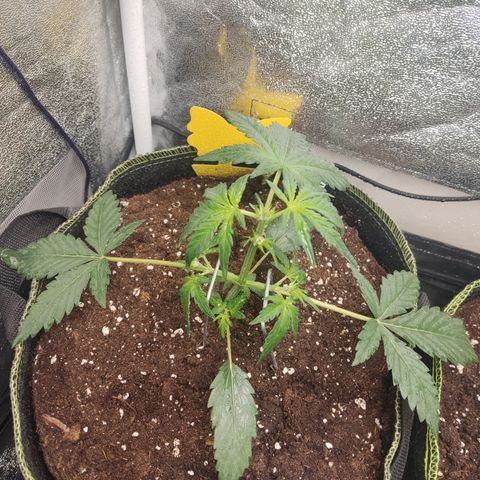Skywalker OG Auto growlog timeline photo