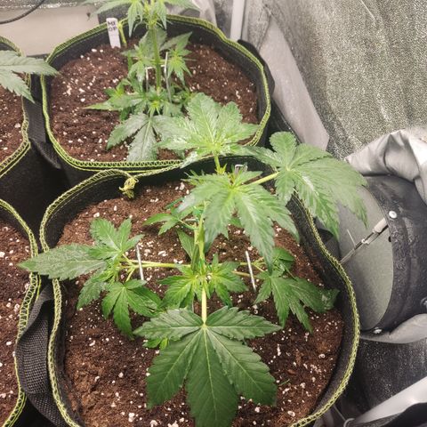 Runtz Auto growlog timeline photo