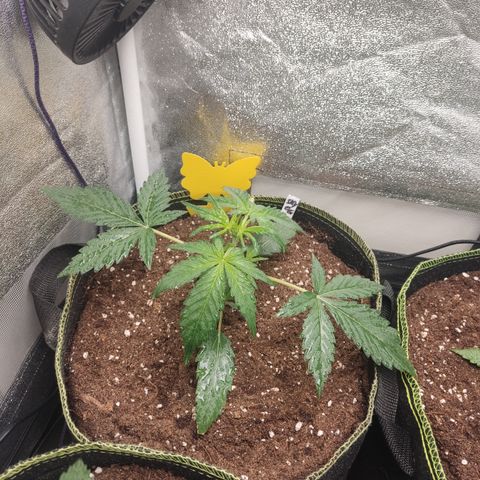 Skywalker OG Auto growlog timeline photo