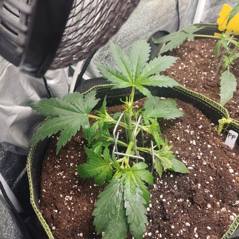Purple Punch auto  growlog timeline photo
