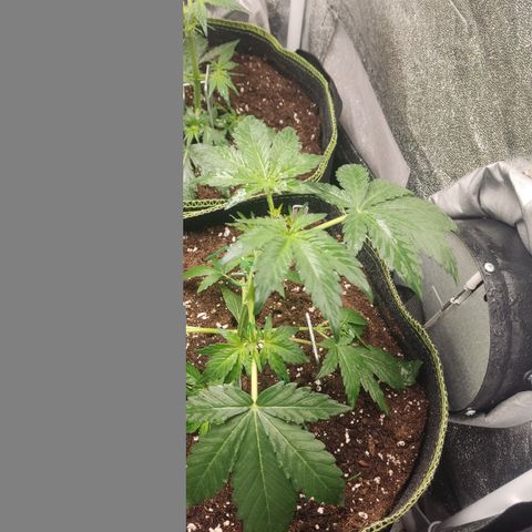 Runtz Auto growlog timeline photo
