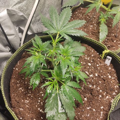 Purple Punch auto  growlog timeline photo