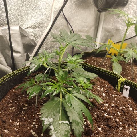 Purple Punch auto  growlog timeline photo