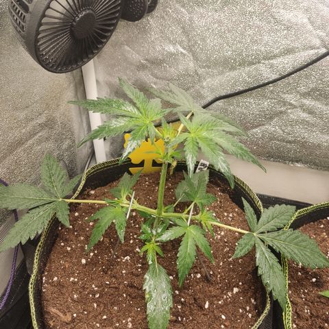 Skywalker OG Auto growlog timeline photo