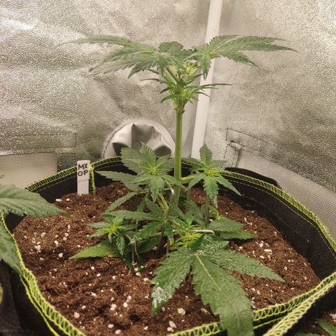 Mimosa x Orange punch auto  growlog timeline photo