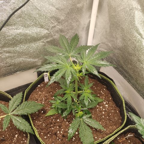 Mimosa x Orange punch auto  growlog timeline photo