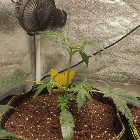 Skywalker OG Auto growlog timeline photo
