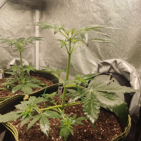 Runtz Auto growlog timeline photo