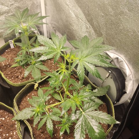 Runtz Auto growlog timeline photo
