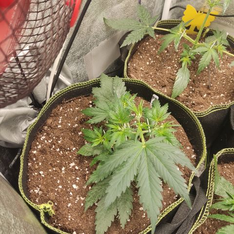 Purple Punch auto  growlog timeline photo