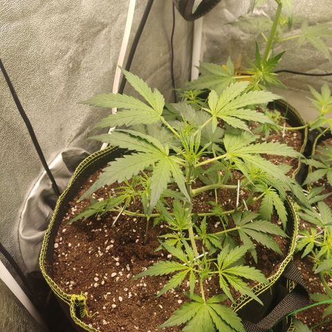 Purple Punch auto  growlog timeline photo