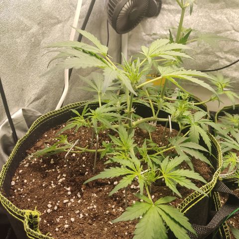 Purple Punch auto  growlog timeline photo