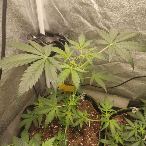 Skywalker OG Auto growlog timeline photo