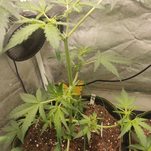 Skywalker OG Auto growlog timeline photo