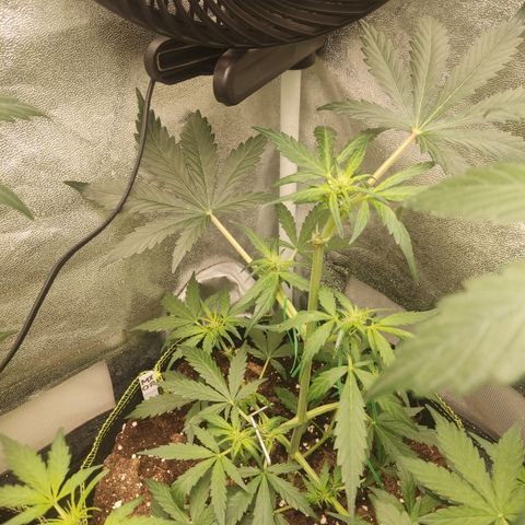 Mimosa x Orange punch auto  growlog timeline photo