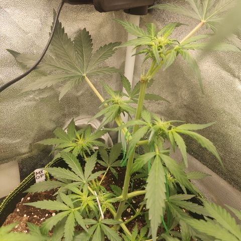 Mimosa x Orange punch auto  growlog timeline photo