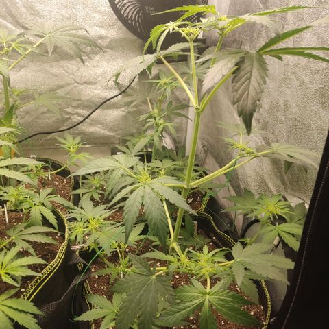 Runtz Auto growlog timeline photo