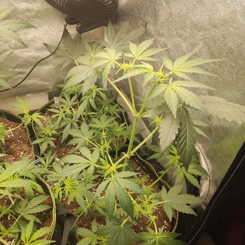 Runtz Auto growlog timeline photo