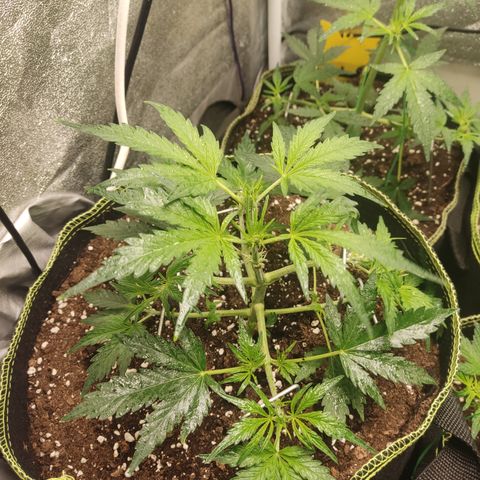 Purple Punch auto  growlog timeline photo