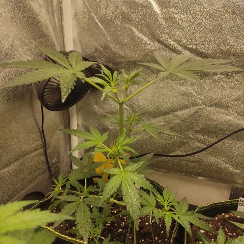 Skywalker OG Auto growlog timeline photo