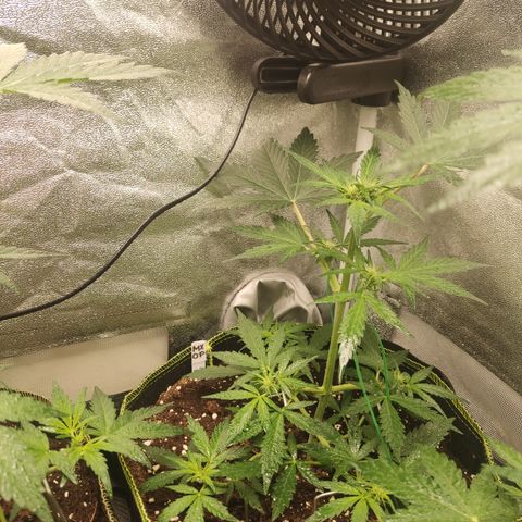 Mimosa x Orange punch auto  growlog timeline photo