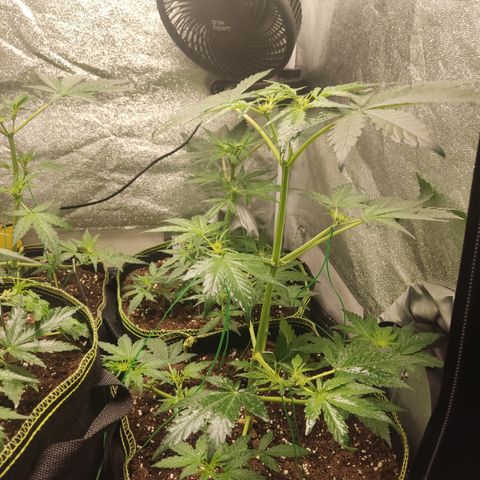 Runtz Auto growlog timeline photo