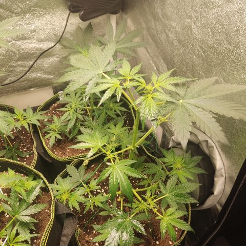 Runtz Auto growlog timeline photo