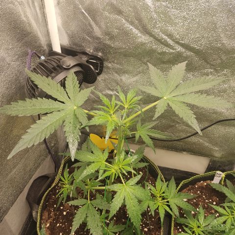 Skywalker OG Auto growlog timeline photo