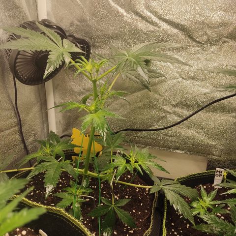 Skywalker OG Auto growlog timeline photo