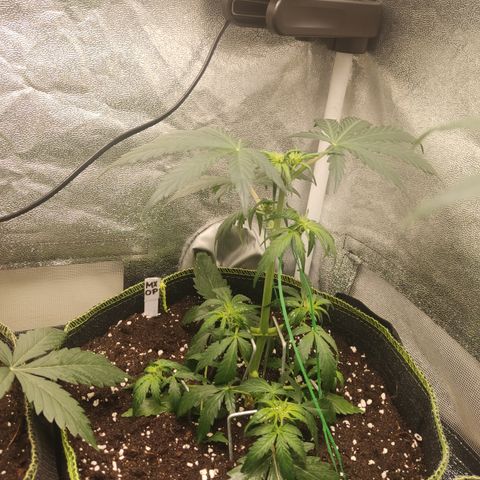 Mimosa x Orange punch auto  growlog timeline photo