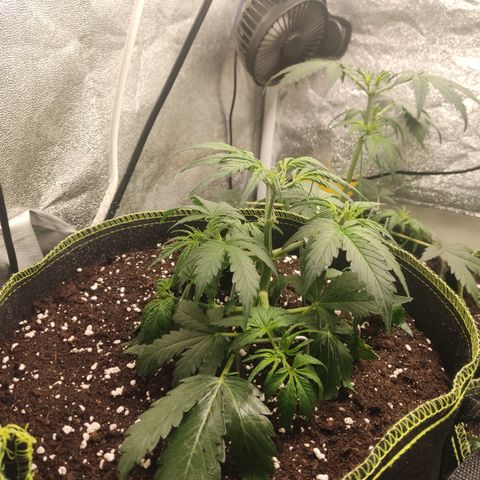 Purple Punch auto  growlog timeline photo
