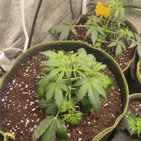 Purple Punch auto  growlog timeline photo